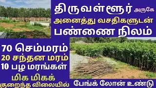 திருவள்ளூர் அருகே அனைத்து வசதிகளுடன் பண்ணை நிலம் 70 செம்மரம்🌴🌴 20 சந்தன மரம் 🌴🌴குறைந்த விலையில் | AP
