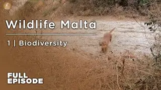 1 Full Episode | Biodiversity | Natura Maltija | Wildlife Malta (Season 2)