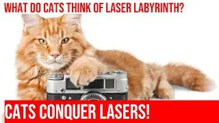 Watch Cats Conquer the Laser Labyrinth Challenge!