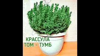 Крассула Том - Тумб.