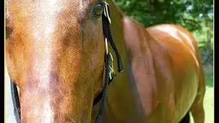 Amazing Horse Jumping | Amazing Galloping Horses  [BOOTATE TV]