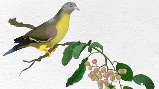 Yellow Footed Green Pigeon ❤️ Illustration | Art | Birds of Indian subcontinent