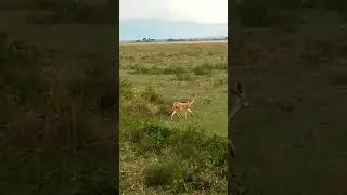 Bushy tail of a jackal😲|For New wildlife videos 👉 Subscribe, Like👍& Share 👆