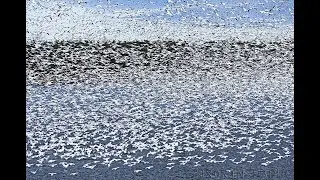 Snow geese swarming on Reservoire Baudet in Victoriaville, Quebec