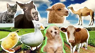 Learn animals and sounds | Farm Animals | Real Animal Sounds | #Animals #Learn #Kids #animalsounds
