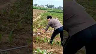 Fertilizing crops: people applying fertilizer to corn and taro plants in field