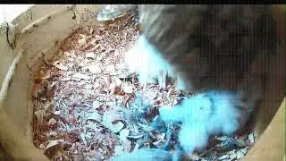 OwlWatch