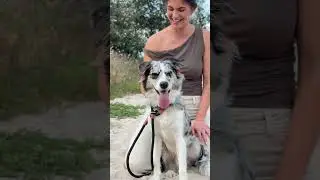 Why This Slip Lead Just Works 🐶✨