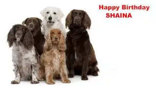 Shaina - Dogs Perros - Happy Birthday