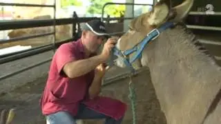 Good Samaritan Donkey Sanctuary Inc SBS2