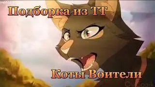 Подборка из Тик Тока - Коты Воители #2