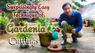 Grow Gardenia Cuttings in Easiest Method and Multiply them free of Cost