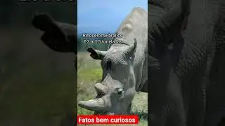 animais terrestre mais pesados do planeta. #curiosidades #mundo #fatos