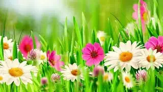 Top 20 Beautiful Flowers Picture In the world.Beautiful Flower Walpaper.