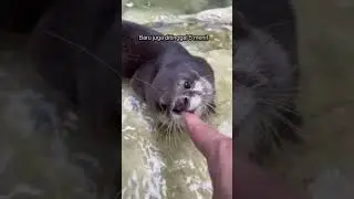 Mau puasa? #berangberang #otter #beranda #degen #viral #lucu