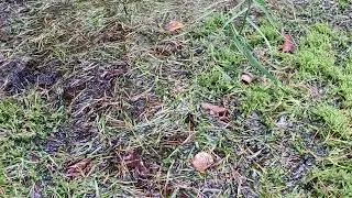 Sparganium natans / least bur-reed / zevar nejmen&scaron;&iacute; - 231009