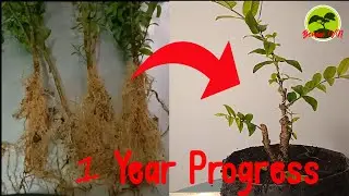 Making Bonsai from Seedling - Wrightia religiosa Mame Bonsai One Year Progress