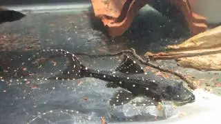 Acanthicus adonis: Adonis Pleco AKA Polka Dot Lyre Tail Pleco