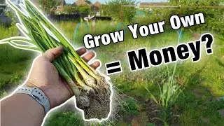 Does Growing Your Own Save Money? | Is An Allotment 'Worth It'?