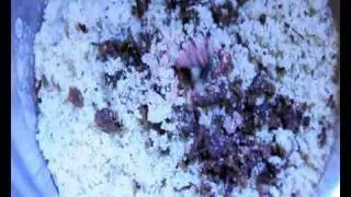 Bumblebee Australian Trapdoor spiders Feeding Video Misgolas Dereki