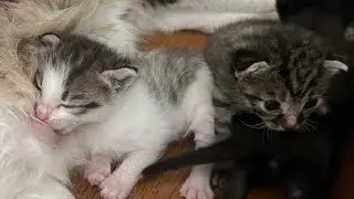 First Look! Baby Kittens Open Their Eyes at 2 Weeks Old 🐾🫶