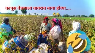 शेतात कापूस वेचायला बाया होत्या अन् त्यांनी केली मजा....