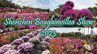 2023 Shenzhen Bougainvillea Show Lianhuashan Park - Hundreds of Beautiful Flowers in Themed Gardens