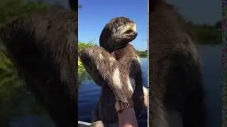 Sloth, rain forest - Amazon