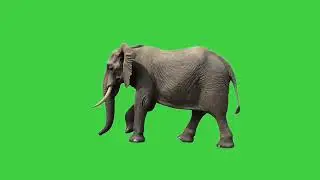 हाथी का चलना ग्रीन स्क्रीन वीडियो | Elephant Walking Green Screen Effect