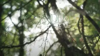 durt & polll✦˚⋆ - CONSID&Egrave;RE