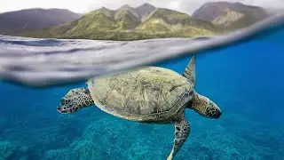 The Aqua Adventures | Adventures of Maui Pt. 2  [71]