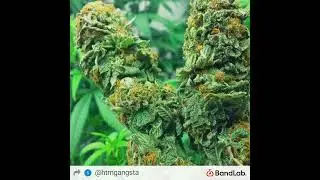 da uzi ft ninho remix reggae