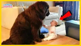 🐶❤️Когда твоя собака становится всем твоим миром