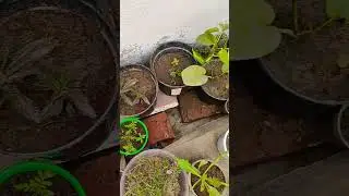 Sabji Ped podhe #plants #gardening #mysmallterracegarden