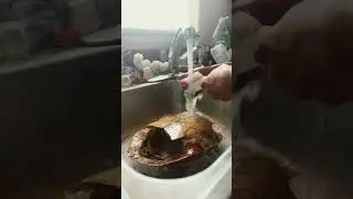 Clean a turtle shell 🐚 whith me !￼