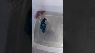 betta fish fight