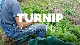 Turnips~~ How to Can
