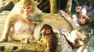 Cam Wildlife #60-Mali very hungry food