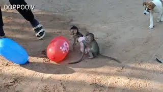 Tiny Monkey Janny playing  balloon with Monkey shally / Janny very happy