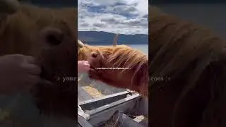 Meet the Highland Coos!