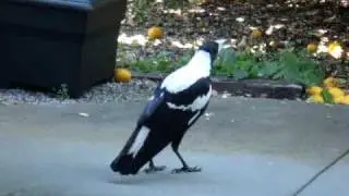 Magpie Singing - imitating Barking dog, Siren and other birds
