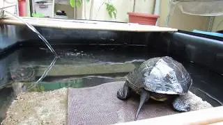 新進小斑龜 New Member of Chinese Golden Thread Turtle