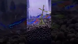 Glow fish Neon Tetra  breeding