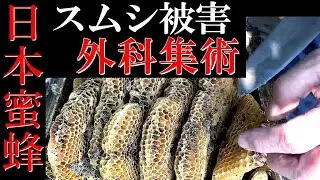 Surgery for Japanese honeybee beetle damage
