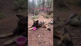 Short hike to have lunch in the woods. #dog #colorado #gratitude #hiking #wonderfulworld #blessed