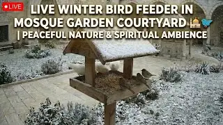 Live Bird Feeder Cam 🐦 | Peaceful Nature & Beautiful Birds in Real Time