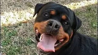  Anubis 🥰  #dog #short  #live #shorts #subscribe  #love #shortvideo #dogs 