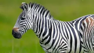 🍒ZEBRA BEHAVIOR AND SOUND 😍🔥🔥