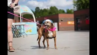 Meet Kali, Front Office / Press Box Dog for the Hickory Crawdads