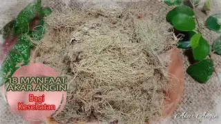 18 MANFAAT AKAR ANGIN BAGI KESEHATAN